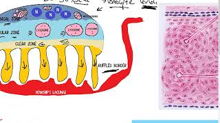 Histology of Bone part 2  Musculoskeletal System [upl. by Lorelie760]