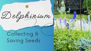 How to Collect and Save Delphinium Seeds in Your Garden [upl. by Iramat320]