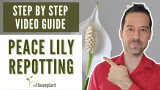 Peace Lily Repotting StepByStep Video Guide [upl. by Ainslie]