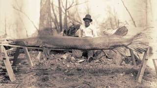 Alligator Gar released in Kentucky [upl. by Goldfarb]