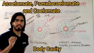 Acoelomate Pseudocoelomate and Coelomate Classification Of Animals base upon Body Cavity [upl. by Woodhouse]