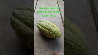 Varietas Hybrida Hijau ini apabila Entresnya disambung pucuk biasa disebut BB 01 mirip juga MCC 01 [upl. by Landmeier]