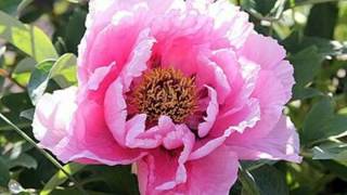 PAEONIA SUFFRUTICOSA [upl. by Eihcra]