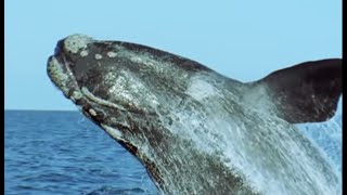 The Sperm Whale Prepares To Breed  Attenborough  Life of Mammals  BBC Earth [upl. by Amieva708]