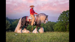 Gorgeous Gypsy Vanner Stallion  SD Silver Dollar [upl. by Panaggio]