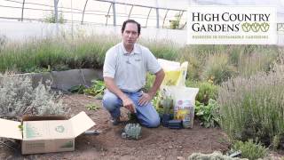 How To Plant Lavender [upl. by Sib]