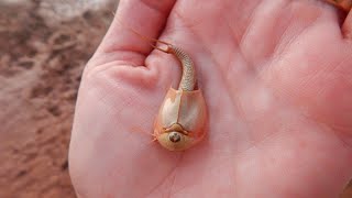 Hundreds of quotDinosaur Shrimpquot Emerge After Arizona Monsoon [upl. by Enelrac]