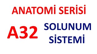 Solunum Sistemi A32  Anatomi Serisi [upl. by Aroel365]