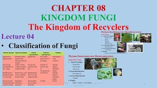 Classification of FungiZygomycetesAscomycetesBasidiomycetes Zygomycetes Divisions of Fungi [upl. by Ikiv655]