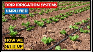 Farming in Zambia Drip Irrigation Systems Simple Direct and Costeffective [upl. by Barabbas]