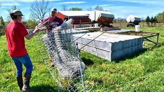 Bringing Chickens to Pasture Dandelions amp Flies [upl. by Aihsiym]