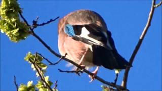 Jay Imitates Buzzard  Gaai doet Buizerd na Garrulus Glandarius [upl. by Aihsemot]