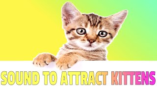 Sounds that attract Kittens  Meow to make kittens come to you [upl. by Sisile51]