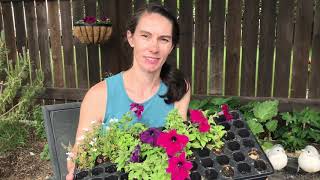 Growing Petunias Seeding to Planting Out [upl. by Langdon]