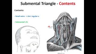 Lecture 6  Anterior Triangle of The Neck [upl. by Rambort]