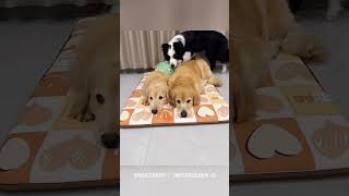 These three dogs are best friendsshortvideos facts amazingfacts [upl. by Ekusuy]