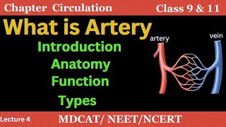 What is artery ⏐ Anatomy of artery ⏐ Types of artery ⏐ Function of artery [upl. by Urbas731]