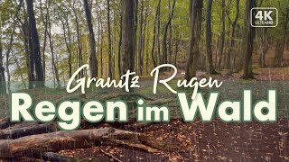 Im Regen durch die Granitz bei Binz  Rügen Urlaub 2021 4K Walk Binaural ASMR [upl. by Nailluj578]