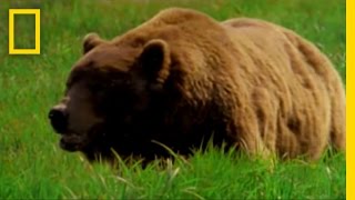 Man Fights Bear  National Geographic [upl. by Airahs]