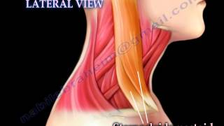 Muscle Anatomy Of The Neck  Everything You Need To Know  Dr Nabil Ebraheim [upl. by Dahle]