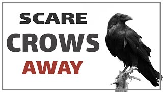 Sound To Scare Crows Away  Effective Ultrasonic Crow Repeller [upl. by Dee]