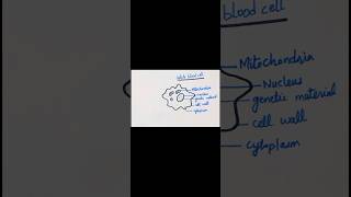 How to draw a general diagram of white blood cellviralshorts biologydiagrams ytshorts youtube [upl. by Pierson]