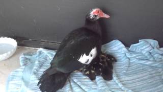 Muscovy duck with 15 babies Америка [upl. by Merrick648]