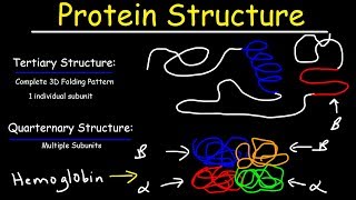 Protein Structure  Primary Secondary Tertiary amp Quarternary  Biology [upl. by Ntsyrk19]