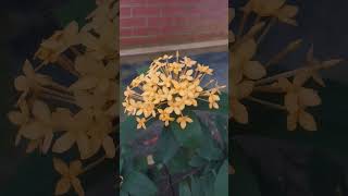 My flower 🌸🌸 music bollywood love hindisong nature shortvideo shorts [upl. by Martsen427]