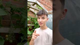 The WONKIEST Tomato EVER gardening gardeningtips homestead garden [upl. by Potts]