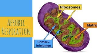 Aerobic RespirationUpadated to help with revisionLeaving Cert Biology Respiration [upl. by Abra]