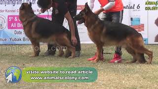 kci dog show in kolkata 2019 II part 2 II Animal Colony [upl. by Arikal55]