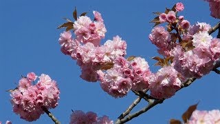 Japanische Zierkirsche Prunus serrulata [upl. by Notsgnik]