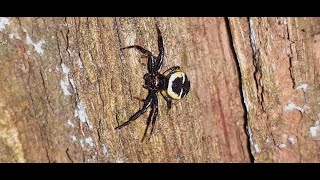 Synema Globosum Female or Napoleon Spider  Segestria Florentina moment [upl. by Gerlac]