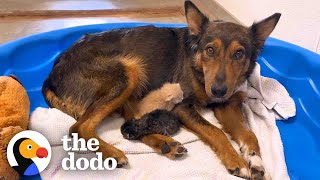 Mama Dog Who Lost Her Puppies Was Heartbroken Until She Got Kittens  The Dodo [upl. by Ardnassela]