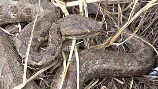 Tamagás café timbo o chingo Cerrophidion wilsoni  Wilsons Montane Pitviper Video 02 [upl. by Tadashi]