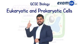 Eukaryotic and Prokaryotic Cells  GCSE Biology [upl. by Fina]