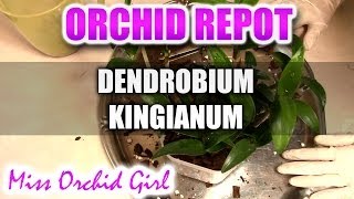 Repotting Dendrobium Kingianum Orchid [upl. by Cleti]