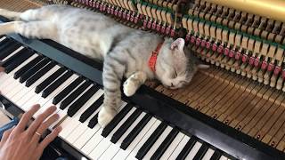 A good piano song suitable for a rainy day   Piano meowssage [upl. by Weed605]