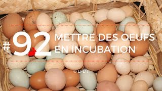 METTRE DES OEUFS EN INCUBATION│LFDT 92 [upl. by Senn]