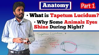 Tapetum Lucidum Dog eye StructureVeterinary AnatomyPart 1 [upl. by Keel443]