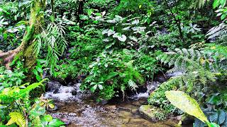 Lush Forest Relaxation Bye Insomnia With Calm River Stream amp Rock Melodies [upl. by Cadell]