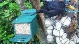 Blackbird On Autumn Monday Visit To My Cottage Garden Scone Perth Perthshire Scotland [upl. by Llekcor]