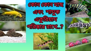 কোন মাছ ও শামুক একুরিয়ামের ময়লা খায় এবং একুরিয়াম পরিষ্কার রাখে [upl. by Dymoke818]