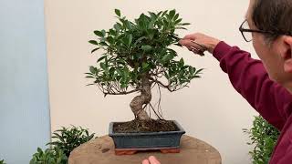 Ficus Bonsai Care and Pruning [upl. by Maribel]