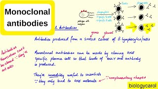 Monoclonal antibodies [upl. by Elram]