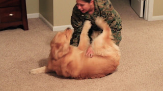 Adorable Golden Retriever Welcomes Marine Home [upl. by Audre]