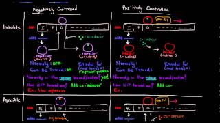 Prokaryotic Transcription Part 5 of 5  Control Mechanisms Summary [upl. by Orfurd5]