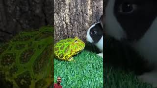 Green Frog vs Rabbit challenge frog animals cute funny animal amazingfrog [upl. by Goode373]