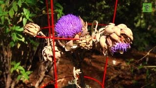 Way To Grow Harvesting Artichokes Before Flowering  Garden Tip of the Day [upl. by Enna740]